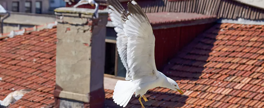 Residential Chimney Animal Removal Solution in Gardena, CA